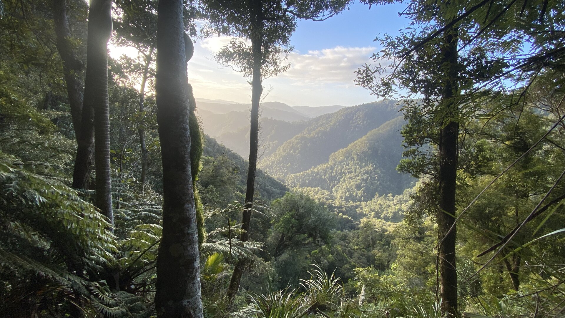 New Zealand forest track for conservation work